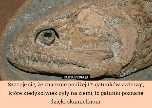 
    Szacuje się, że znacznie poniżej 1% gatunków zwierząt, które kiedykolwiek