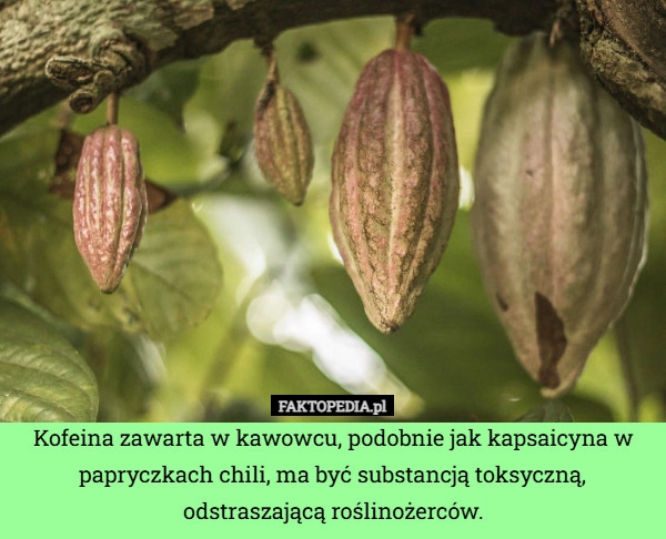 
    Kofeina zawarta w kawowcu, podobnie jak kapsaicyna w papryczkach chili,