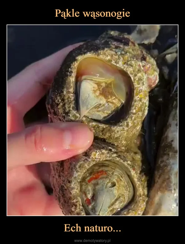 
    Pąkle wąsonogie Ech naturo...