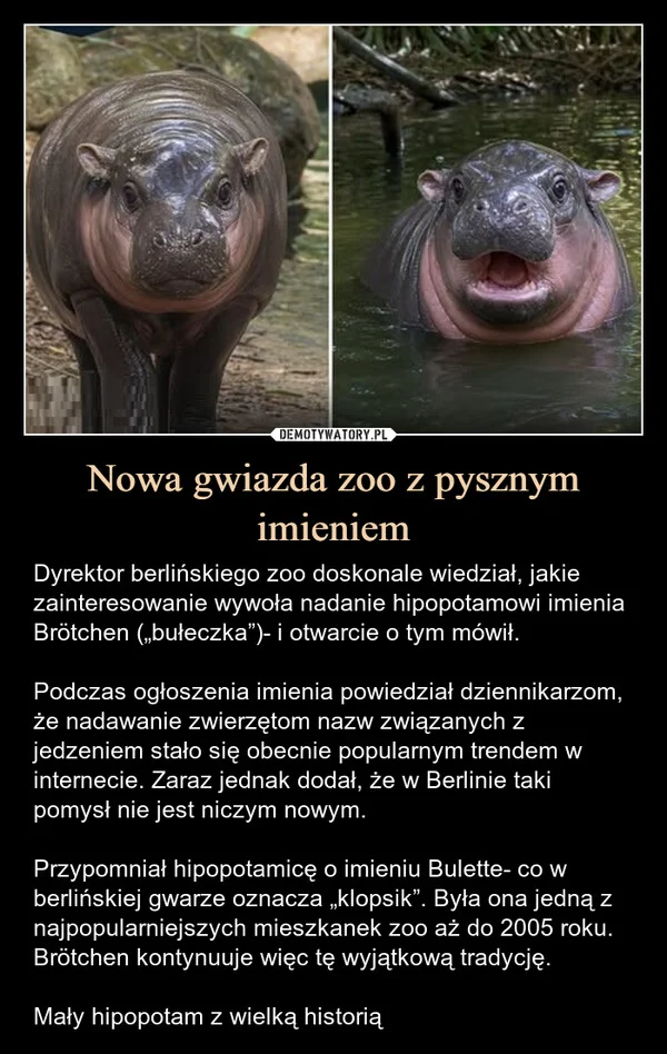 
    Nowa gwiazda zoo z pysznym imieniem