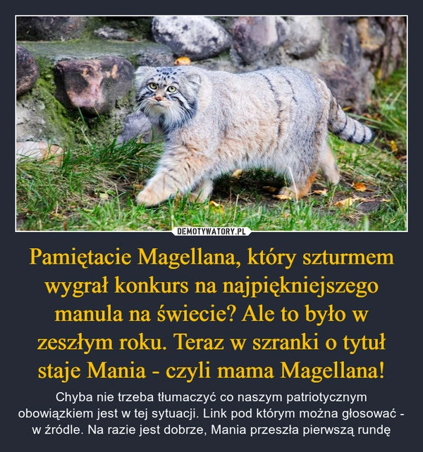 
    Pamiętacie Magellana, który szturmem wygrał konkurs na najpiękniejszego manula na świecie? Ale to było w zeszłym roku. Teraz w szranki o tytuł staje Mania - czyli mama Magellana!