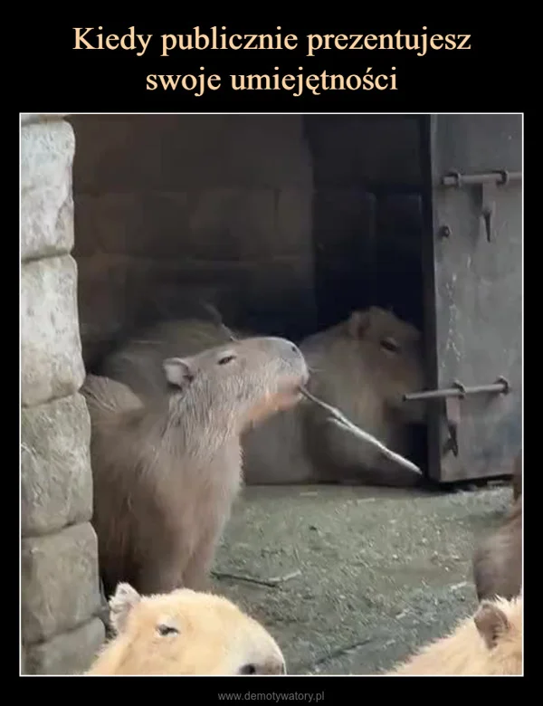 
    Kiedy publicznie prezentujesz swoje umiejętności