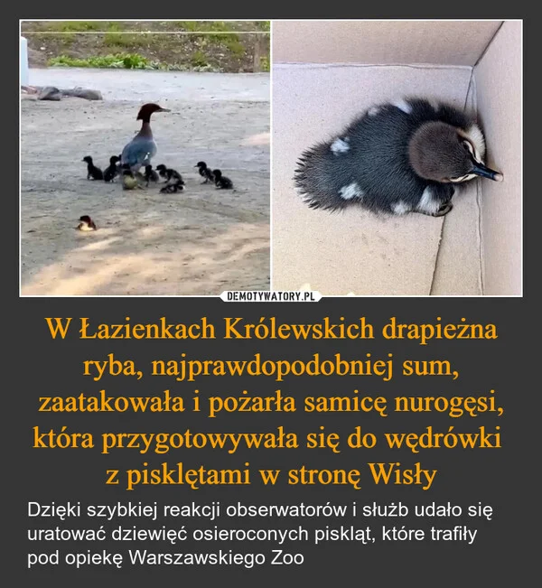 
    W Łazienkach Królewskich drapieżna ryba, najprawdopodobniej sum, zaatakowała i pożarła samicę nurogęsi, która przygotowywała się do wędrówki z pisklętami w stronę Wisły