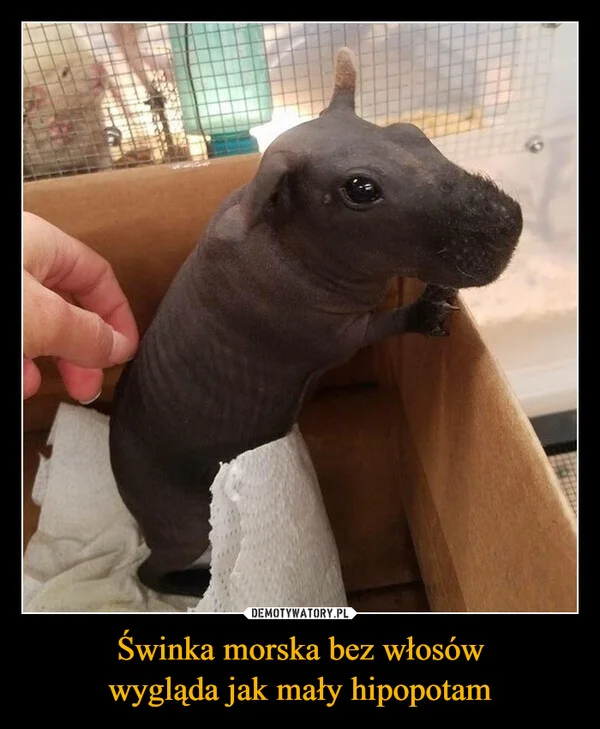 
    Świnka morska bez włosów wygląda jak mały hipopotam