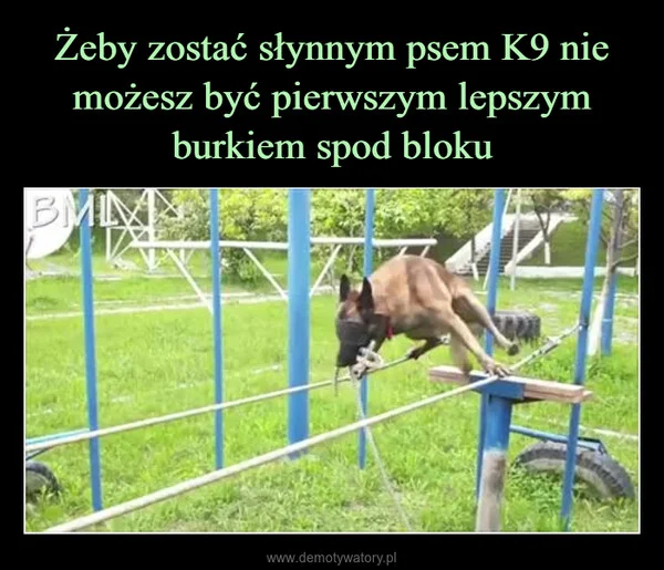 
    Żeby zostać słynnym psem K9 nie możesz być pierwszym lepszym burkiem spod bloku