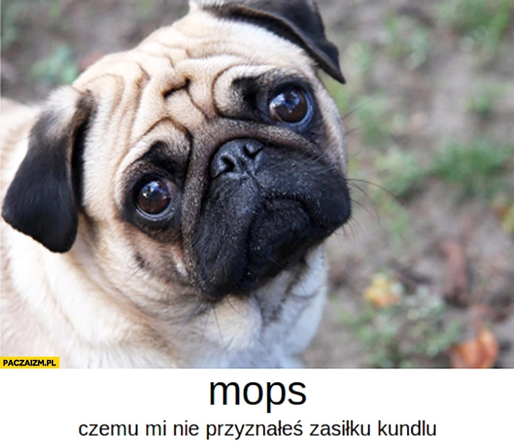 
    Mops czemu mi nie przyznałeś zasiłku kundlu? pies