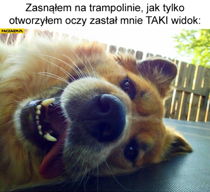 
    Zasnąłem na trampolinie jak tylko otworzyłem oczy zastał mnie taki widok pies