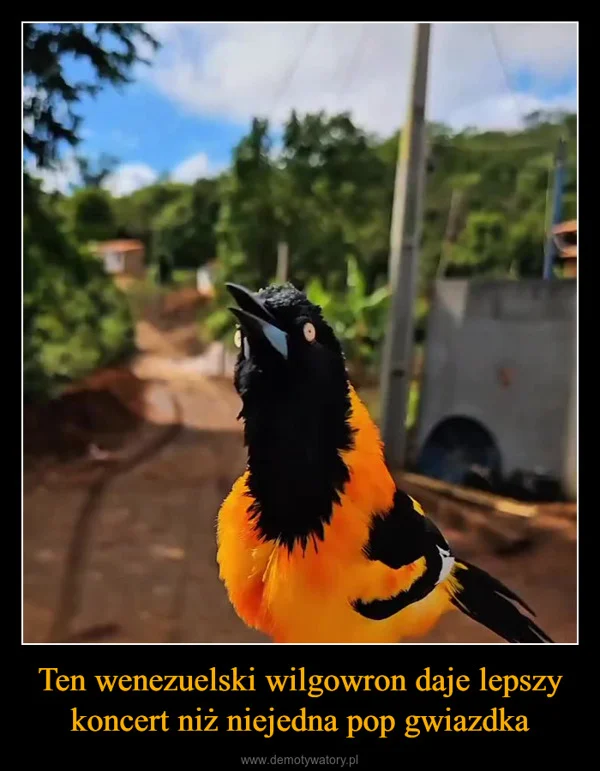 
    Ten wenezuelski wilgowron daje lepszy koncert niż niejedna pop gwiazdka