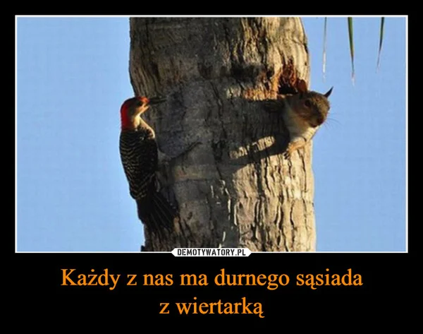 
    Każdy z nas ma durnego sąsiada z wiertarką
