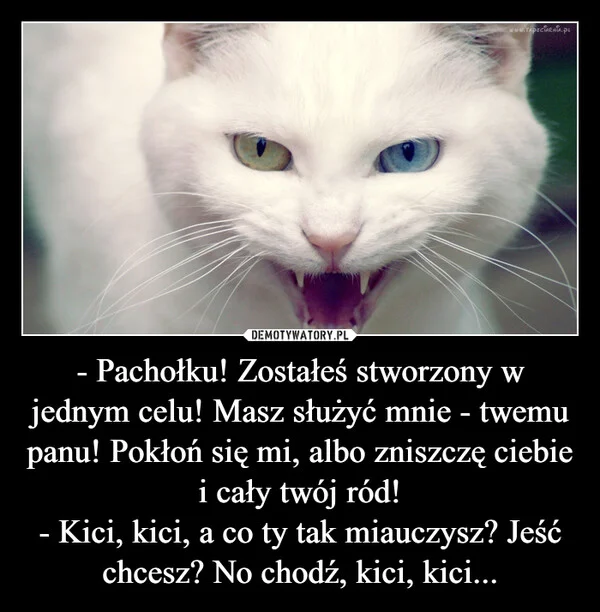 
    - Pachołku! Zostałeś stworzony w jednym celu! Masz służyć mnie - twemu panu! Pokłoń się mi, albo zniszczę ciebie i cały twój ród! - Kici, kici, a co ty tak miauczysz? Jeść chcesz? No chodź, kici, kici...