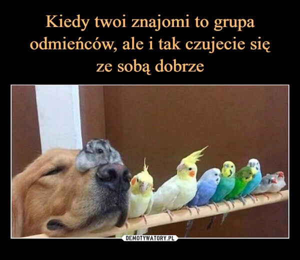 
    Kiedy twoi znajomi to grupa odmieńców, ale i tak czujecie się
ze sobą dobrze