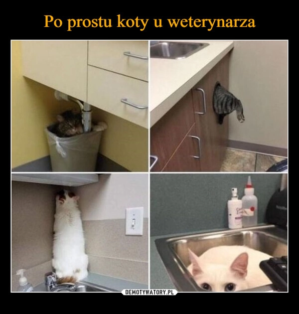 
    Po prostu koty u weterynarza