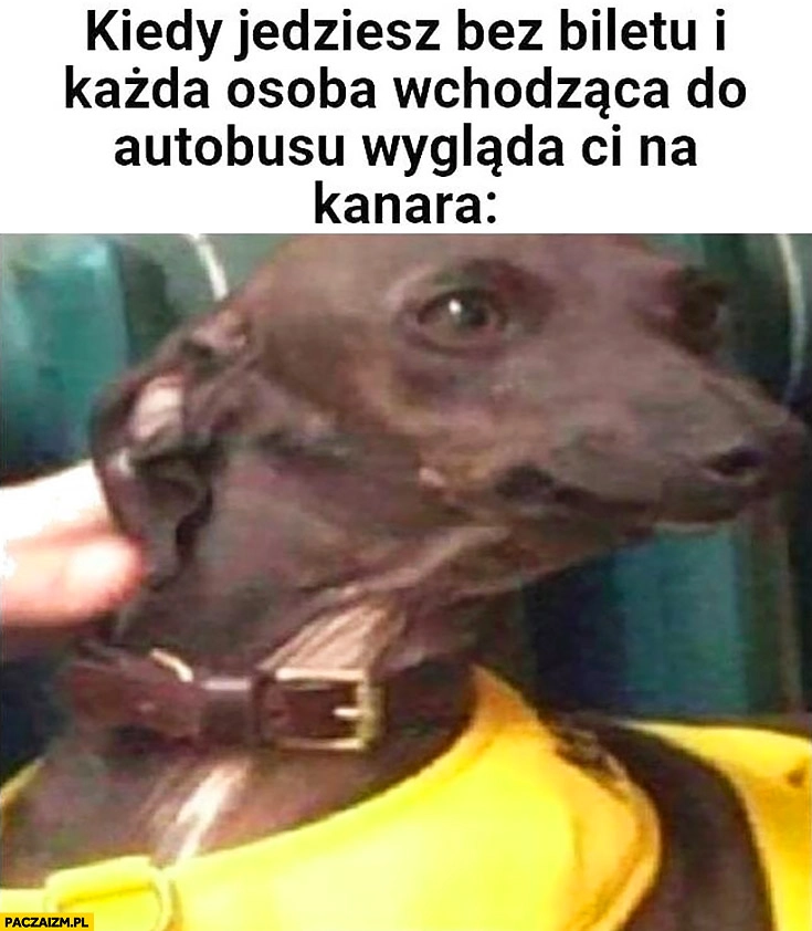 
    Kiedy jedziesz bez biletu i każda osoba wchodząca do autobusu wygląda Ci na kanara podejrzliwy pies