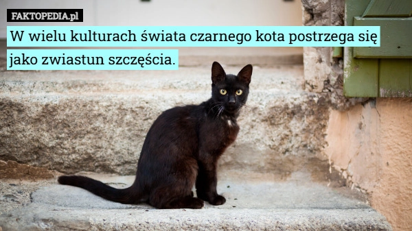 
    W wielu kulturach świata czarnego kota postrzega się jako zwiastun...