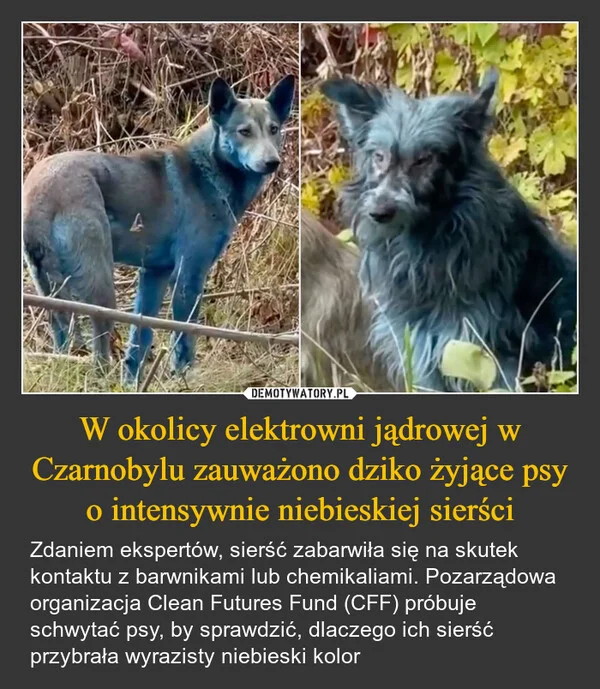 
    W okolicy elektrowni jądrowej w Czarnobylu zauważono dziko żyjące psy o intensywnie niebieskiej sierści