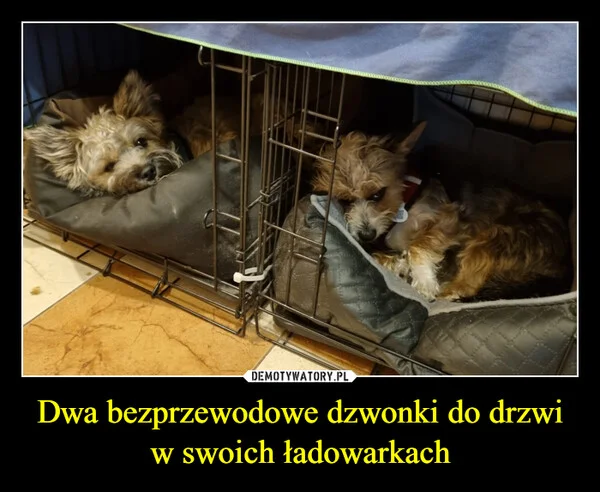 
    Dwa bezprzewodowe dzwonki do drzwi w swoich ładowarkach