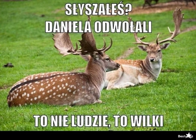 
    Wieści 