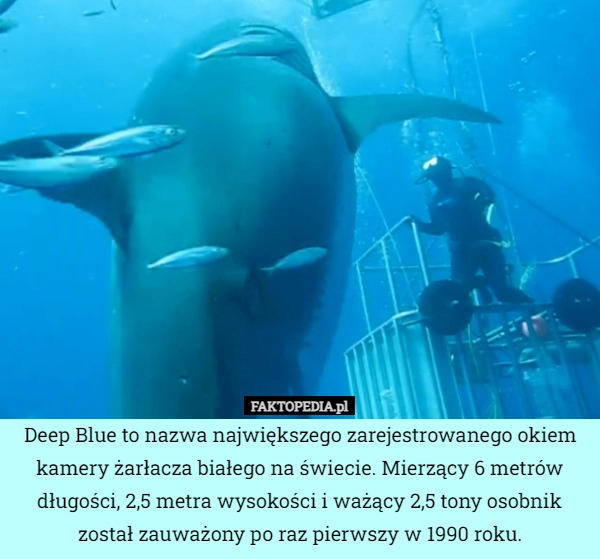 
    Deep Blue to nazwa największego zarejestrowanego okiem kamery żarłacza białego