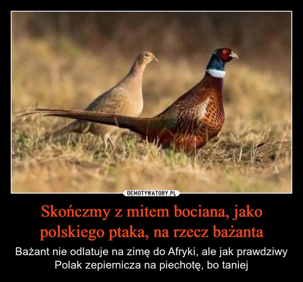 
    Skończmy z mitem bociana, jako polskiego ptaka, na rzecz bażanta