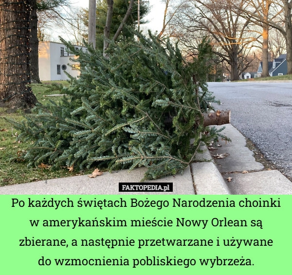 
    Po każdych świętach Bożego Narodzenia choinki w amerykańskim mieście Nowy