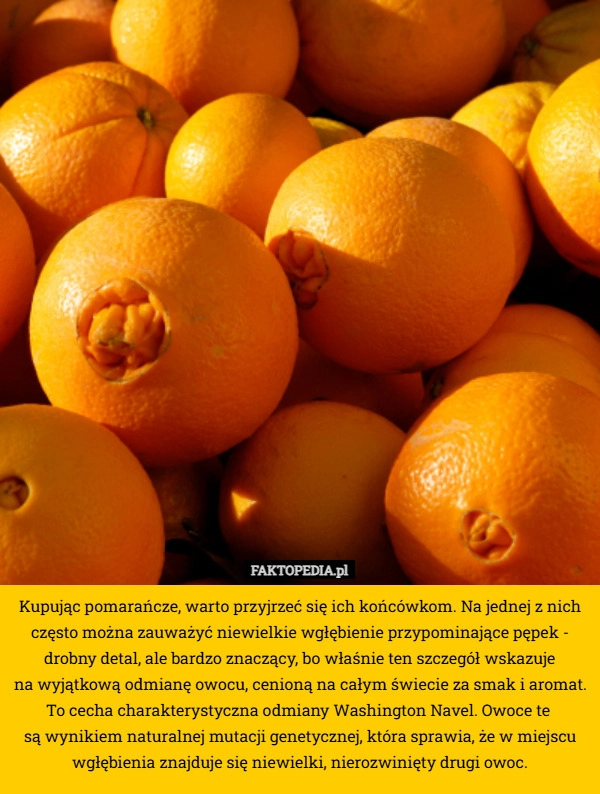 
    Kupując pomarańcze, warto przyjrzeć się ich końcówkom. Na jednej z nich