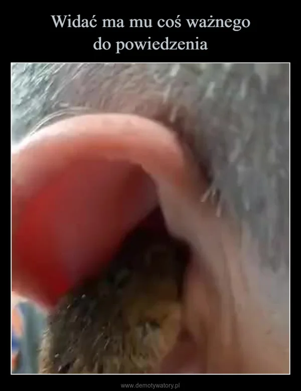 
    Widać ma mu coś ważnego do powiedzenia