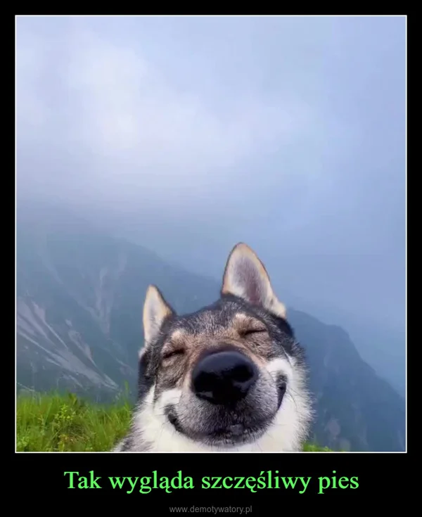 
    Tak wygląda szczęśliwy pies