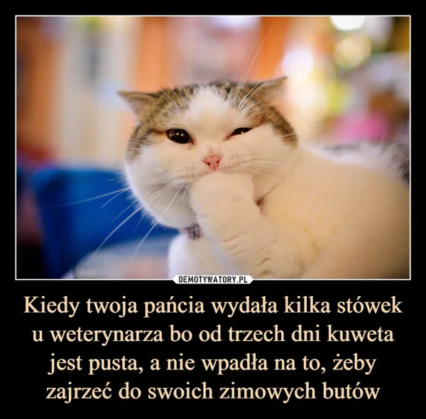 
    Kiedy twoja pańcia wydała kilka stówek u weterynarza bo od trzech dni kuweta jest pusta, a nie wpadła na to, żeby zajrzeć do swoich zimowych butów