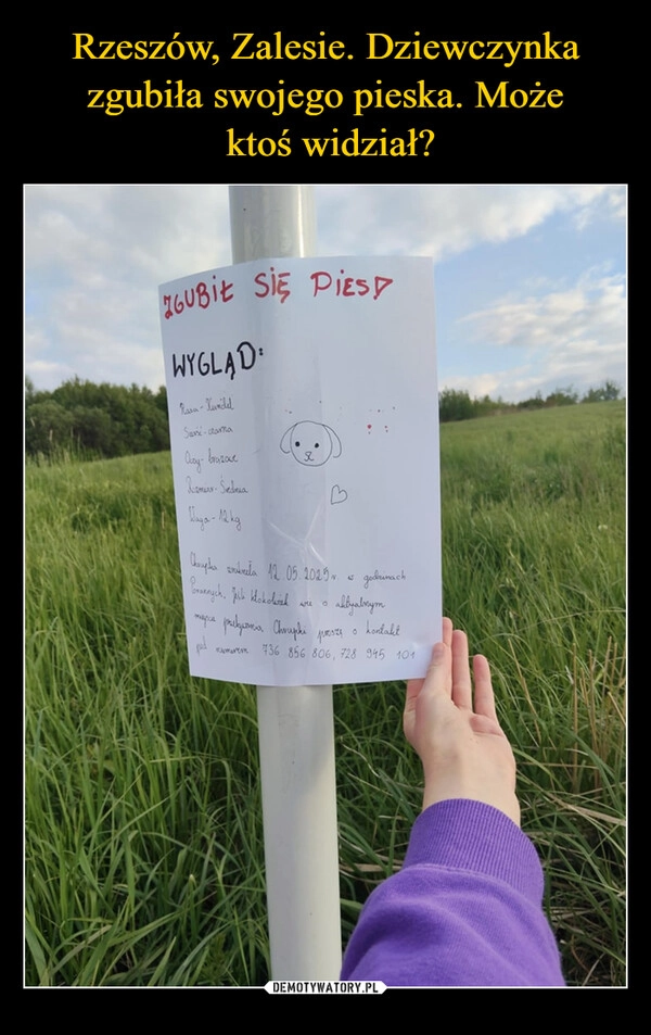 
    Rzeszów, Zalesie. Dziewczynka zgubiła swojego pieska. Może
 ktoś widział?