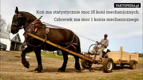 
    Koń ma statystycznie moc 15 koni mechanicznych.
Człowiek ma moc 1 konia