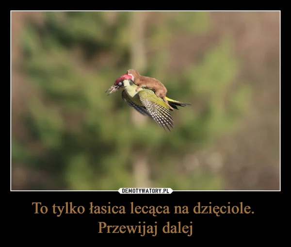 To tylko łasica lecąca na dzięciole. Przewijaj dalej