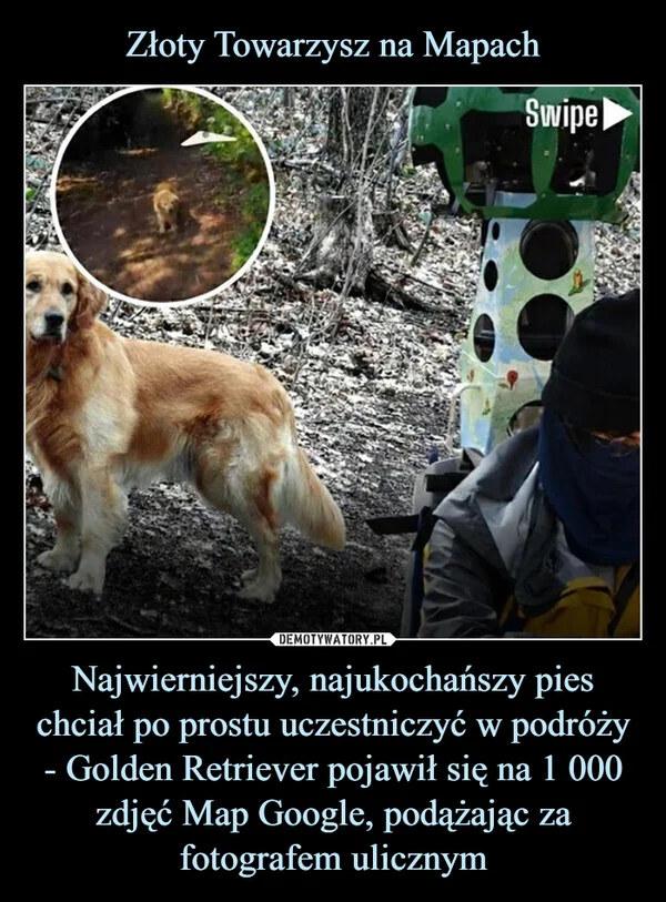 
    Złoty Towarzysz na Mapach Najwierniejszy, najukochańszy pies chciał po prostu uczestniczyć w podróży - Golden Retriever pojawił się na 1 000 zdjęć Map Google, podążając za fotografem ulicznym