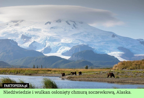 
    Niedźwiedzie i wulkan osłonięty chmurą soczewkową, Alaska.