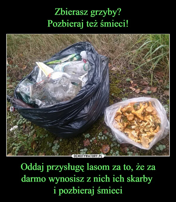 
    Zbierasz grzyby? Pozbieraj też śmieci! Oddaj przysługę lasom za to, że za darmo wynosisz z nich ich skarby i pozbieraj śmieci