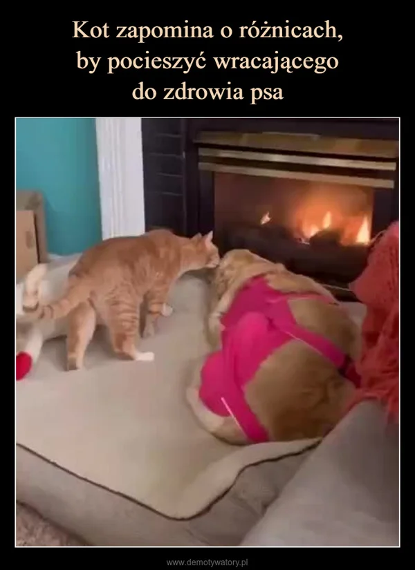 
    Kot zapomina o różnicach, by pocieszyć wracającego do zdrowia psa