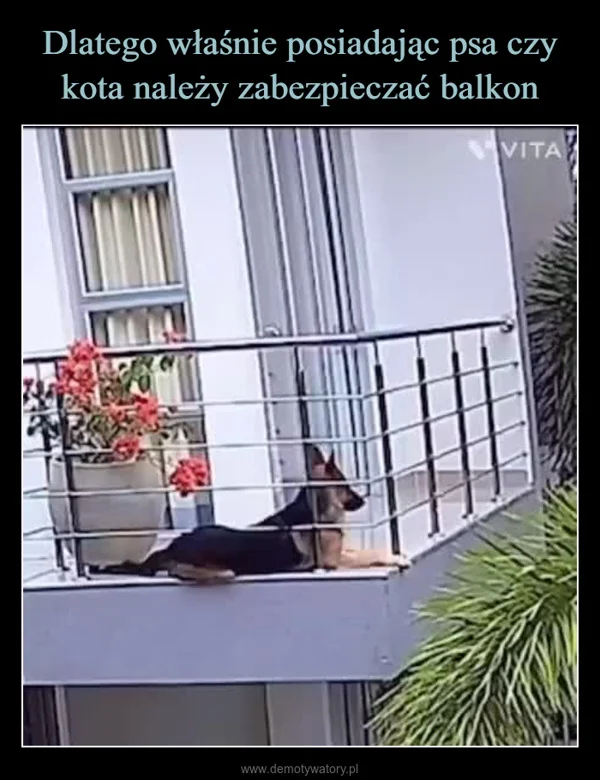 
    Dlatego właśnie posiadając psa czy kota należy zabezpieczać balkon