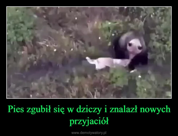 
    Pies zgubił się w dziczy i znalazł nowych przyjaciół