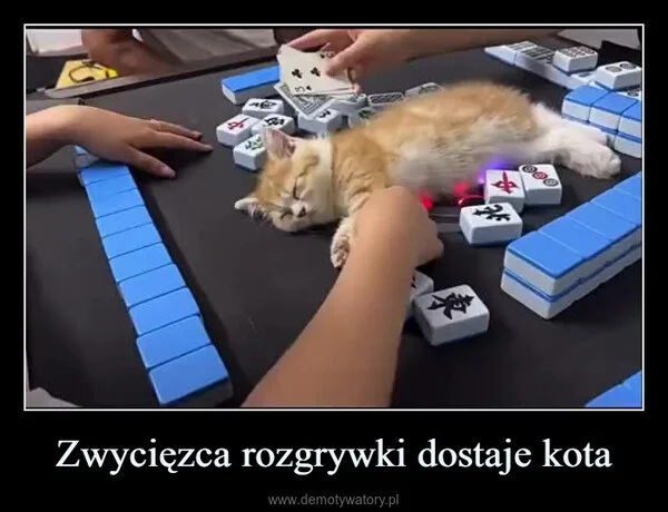 
    Zwycięzca rozgrywki dostaje kota