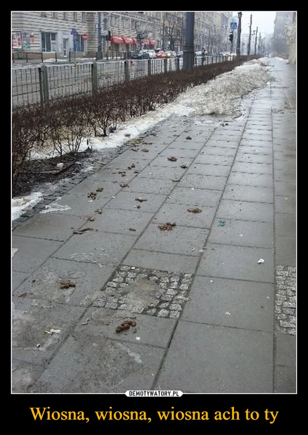 
    Wiosna, wiosna, wiosna ach to ty