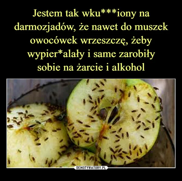 
    Jestem tak wku***iony na darmozjadów, że nawet do muszek owocówek wrzeszczę, żeby wypier*alały i same zarobiły sobie na żarcie i alkohol