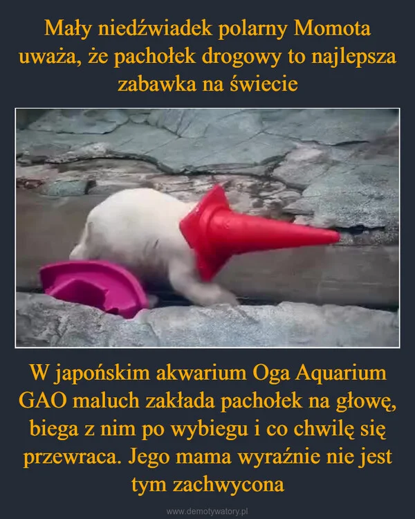
    Mały niedźwiadek polarny Momota uważa, że pachołek drogowy to najlepsza zabawka na świecie W japońskim akwarium Oga Aquarium GAO maluch zakłada pachołek na głowę, biega z nim po wybiegu i co chwilę się przewraca. Jego mama wyraźnie nie jest tym zachwycona
