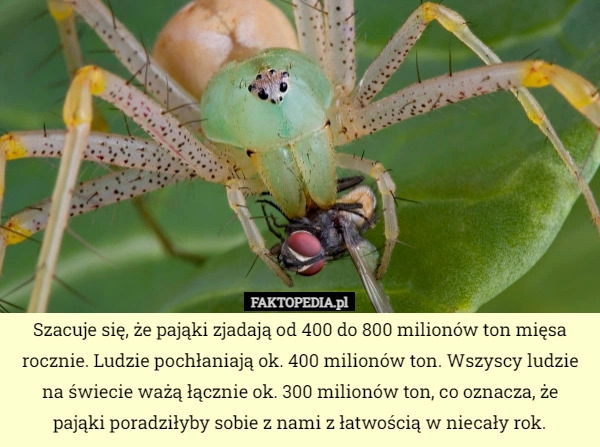 
    Szacuje się, że pająki zjadają od 400 do 800 milionów ton mięsa rocznie.