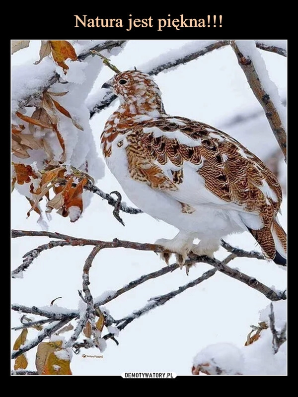 
    Natura jest piękna!!!