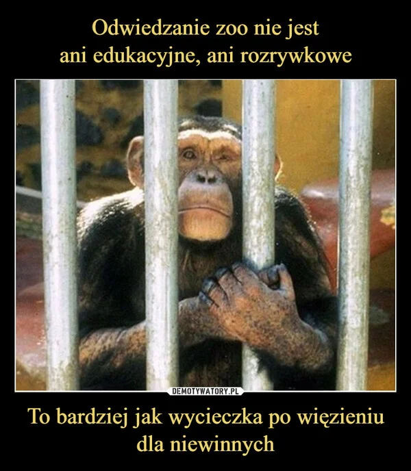 
    Odwiedzanie zoo nie jest ani edukacyjne, ani rozrywkowe To bardziej jak wycieczka po więzieniu dla niewinnych