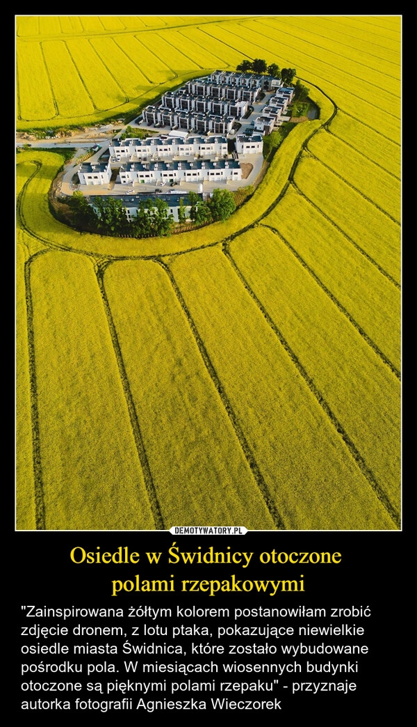 
    Osiedle w Świdnicy otoczone 
polami rzepakowymi
