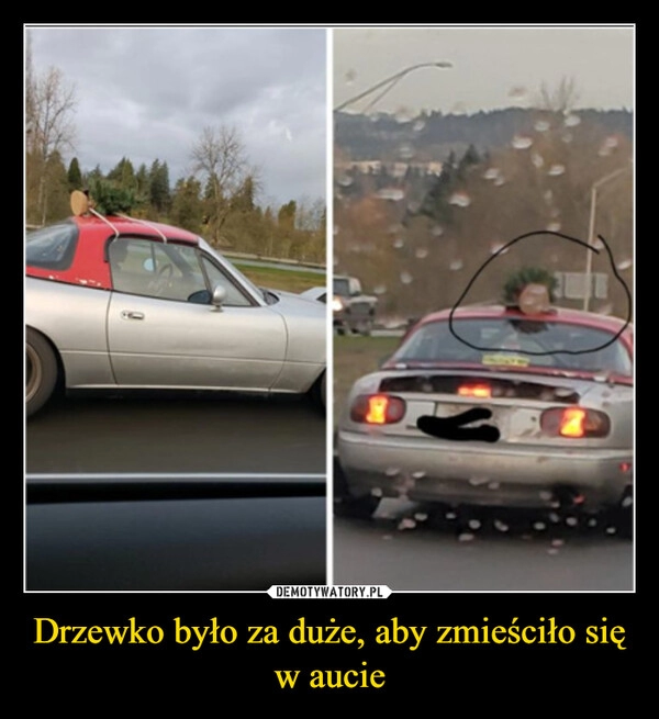 
    Drzewko było za duże, aby zmieściło się w aucie