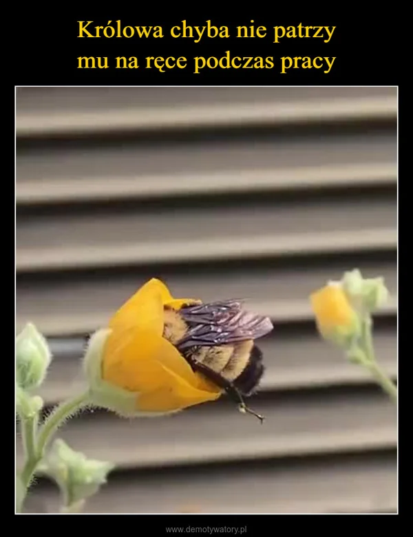 
    Królowa chyba nie patrzy mu na ręce podczas pracy