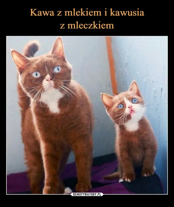 Kawa z mlekiem i kawusia z mleczkiem