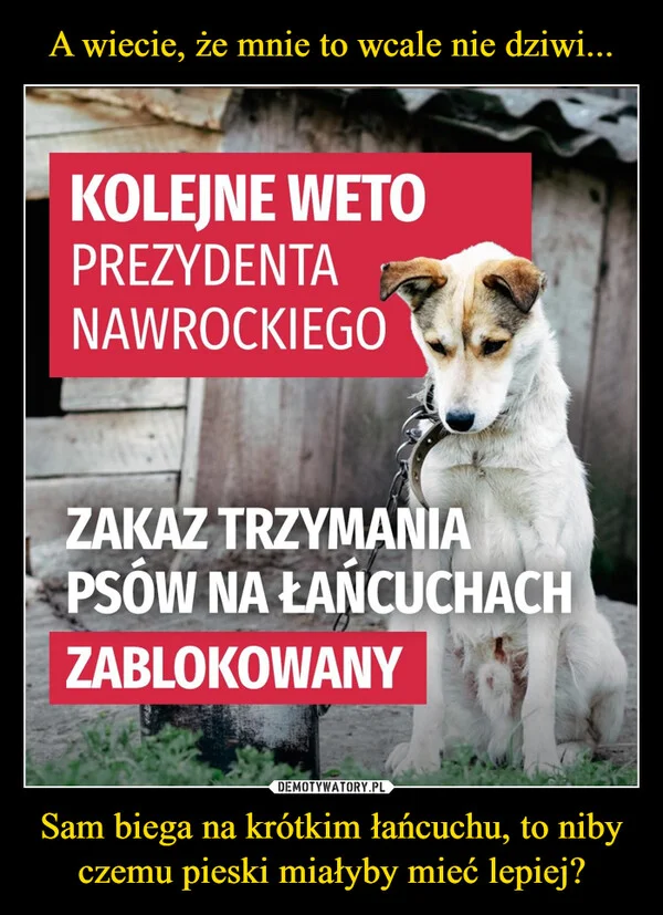 
    A wiecie, że mnie to wcale nie dziwi... Sam biega na krótkim łańcuchu, to niby czemu pieski miałyby mieć lepiej?