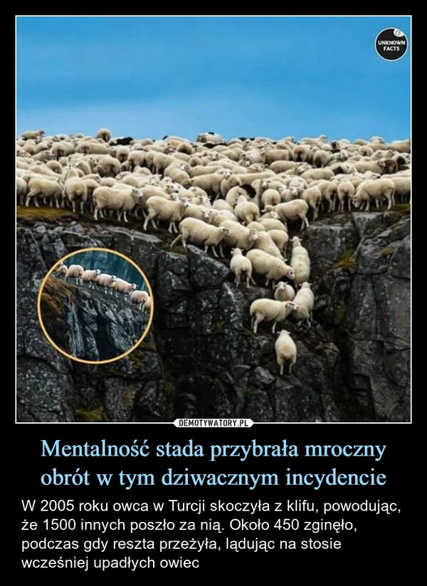 
    Mentalność stada przybrała mroczny obrót w tym dziwacznym incydencie